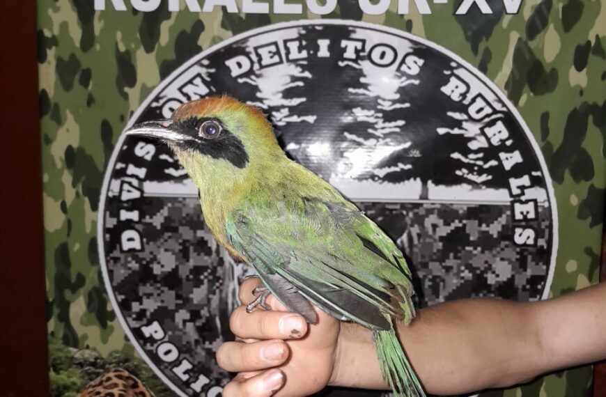 Rescataron un ejemplar de Yeruvá Oriental en Montecarlo