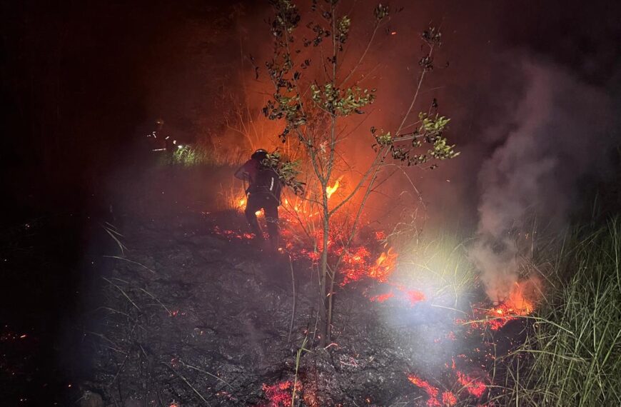 Incendios afectaron plantaciones de pinar y eucaliptal en Panambí y Jardín América