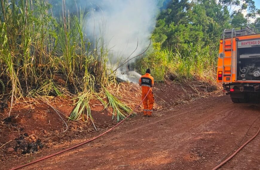 Controlan un incendio de malezas y pinar en Gobernador Roca