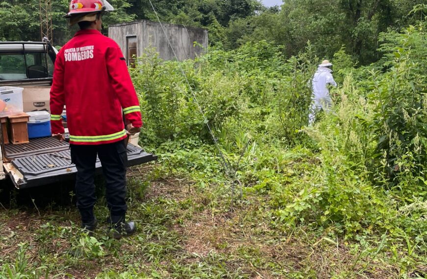 Operarios fueron atacados por abejas y Bomberos lo trasladaron el enjambre a un lugar seguro en Santo Pipó