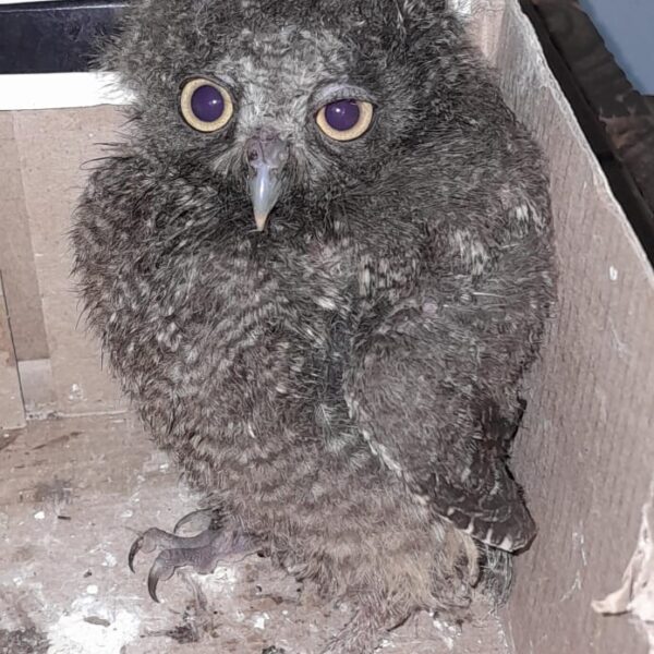 Asistencias y rescates de fauna: resguardaron un búho silvestre en Montecarlo y auxiliaron a un perro herido en Oberá