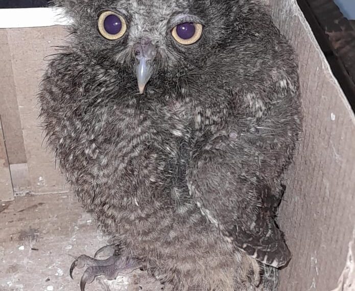 Asistencias y rescates de fauna: resguardaron un búho silvestre en Montecarlo y auxiliaron a un perro herido en Oberá