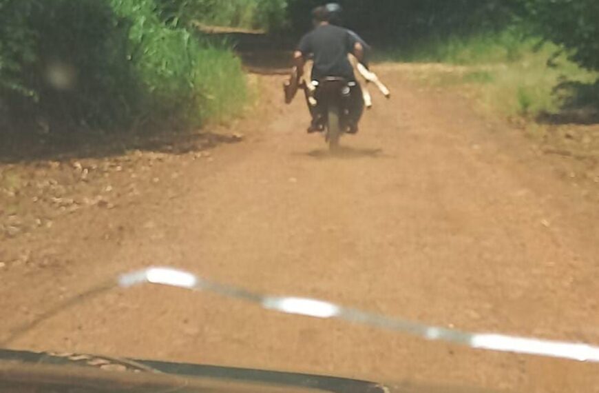Huían en moto con un ternero robado y fueron atrapados tras una persecución policial
