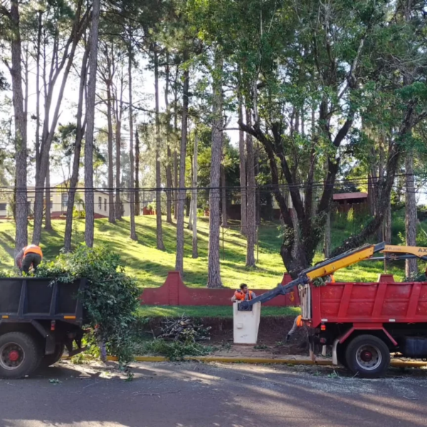 El cuidado y mantenimiento del arbolado urbano tuvo 306 intervenciones en tres meses