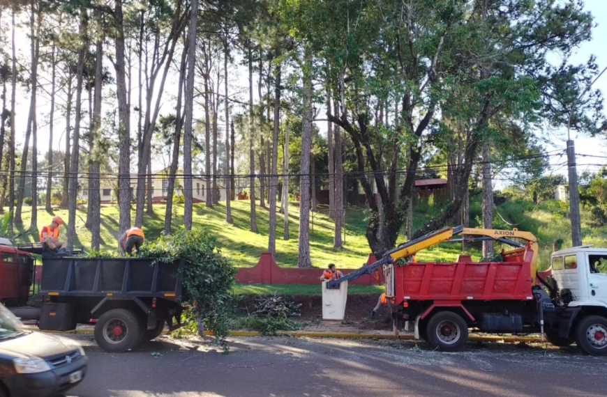 El cuidado y mantenimiento del arbolado urbano tuvo 306 intervenciones en tres meses