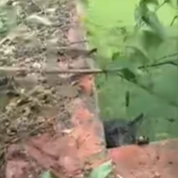 La Municipalidad intervino ante la denuncia por una pileta abandonada donde caían perros