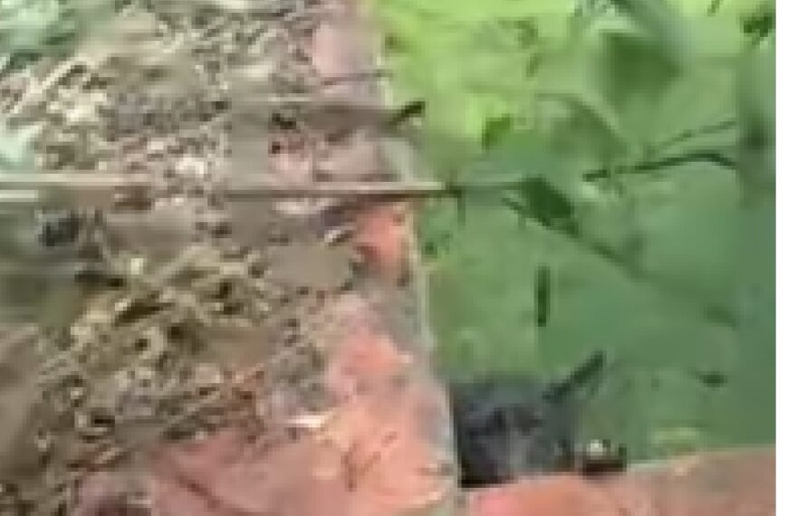 La Municipalidad intervino ante la denuncia por una pileta abandonada donde caían perros