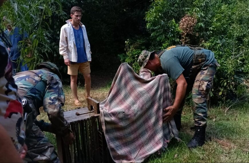 Guardaparques relocalizaron un ejemplar de margay en Comandante Andresito