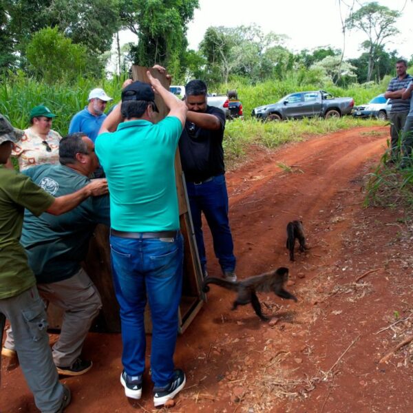 Ecología y Ohana concretaron una nueva liberación de fauna silvestre: monos, oso melero y tucán volvieron a su hábitat natural