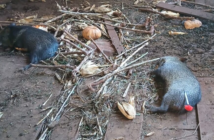 Guardaparques rescataron ejemplares de pecarí en la Península de Andresito