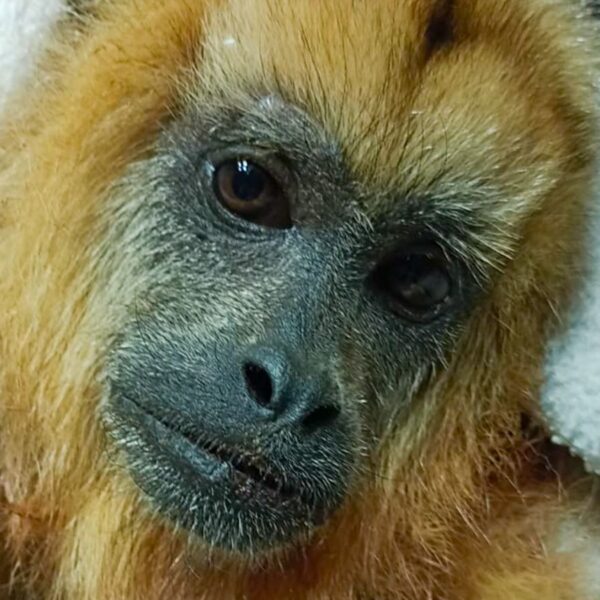 El trabajo de rehabilitación de fauna silvestre: compromiso diario y responsabilidad social