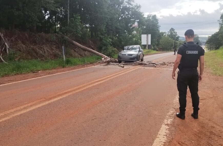 San Antonio: un árbol cayó sobre un auto en la Ruta Nacional 101 y el conductor fue hospitalizado