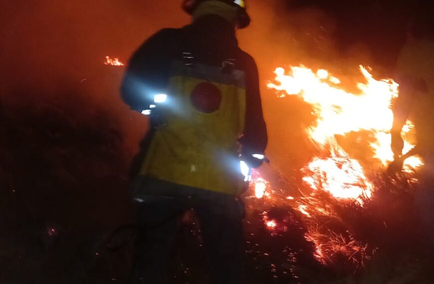 Controlaron incendio en un pinal de Santa Ana: No se registraron lesionados